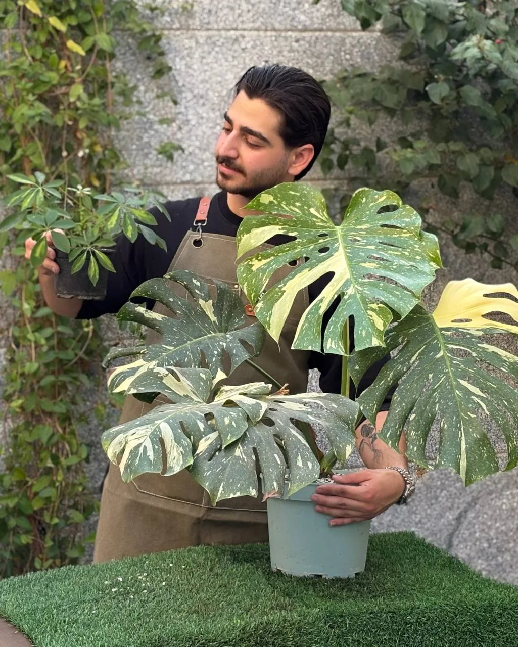 طاها گلی