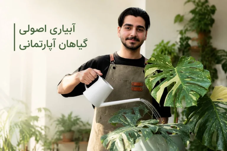 آبیاری اصولی گیاهان آپارتمانی | زمان و روش صحیح آبیاری
