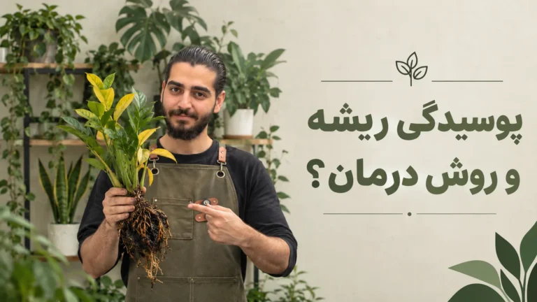 پوسیدگی ریشه چیست؟ بررسی دلایل، علائم و روش‌های درمان پوسیدگی ریشه گیاهان 🌱