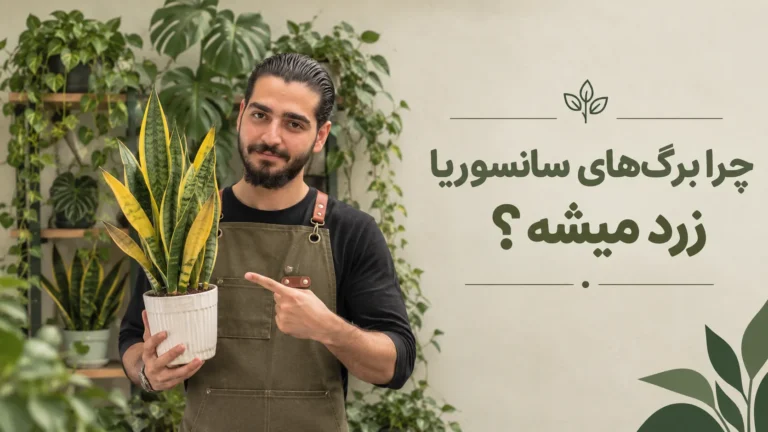 چرا برگ های سانسوریا زرد میشه ؟ دلیل و درمان 🍂